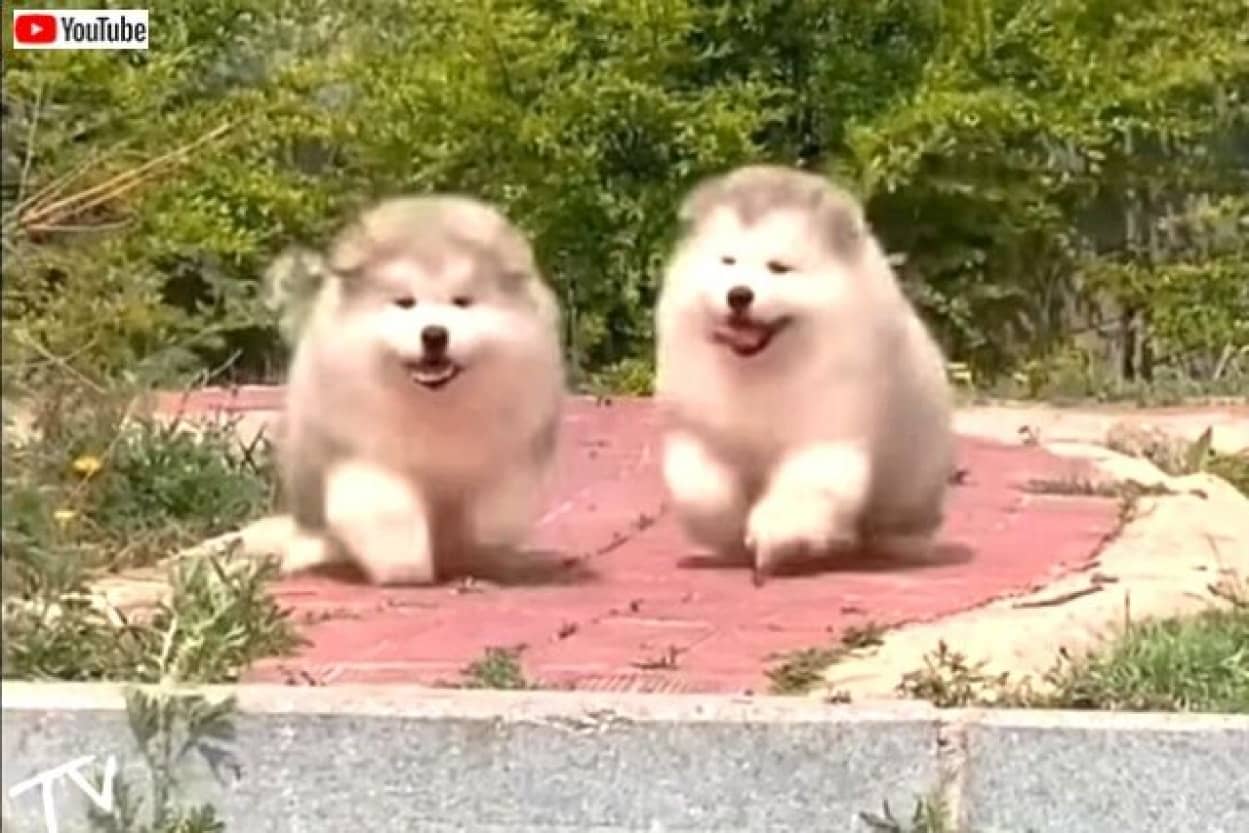 寒い季節に必要なのはコレ ふわもこマラミュートの子犬たちがトコトコ走る総集編 カラパイア 寒い季節に必要なのはコレ ふわもこマラミュートの子犬たちがトコトコ走る総集編 カラパイア