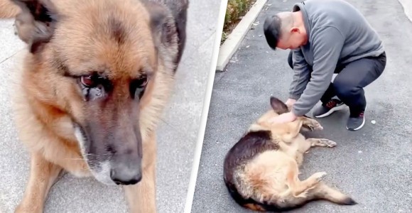 警察犬がハンドラーと感動の再会