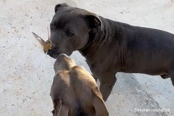 天使が舞い降りた？1羽のハチドリが2匹の犬の近くに現れ、以来友情を結ぶ