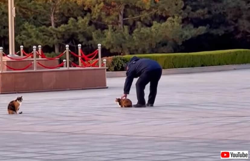 おじさんは触りたい どうしても猫を撫でたかったおじさんの仕草がかわいすぎた カラパイア