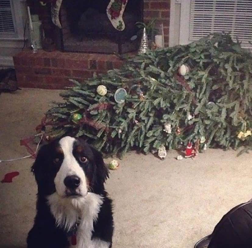 XX-animals-destroying-Christmas-1__605_e