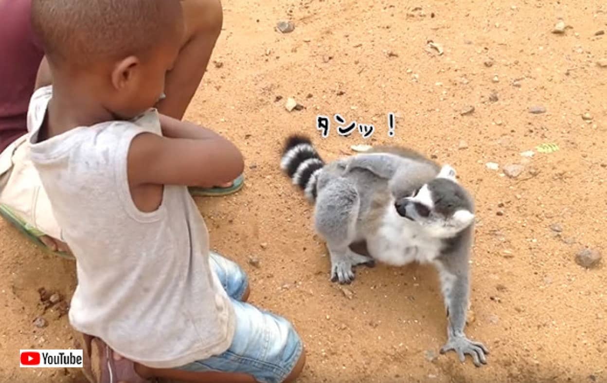 その手を止めるな 子供たちがなでるのをやめると ジェスチャーで猛アピールするキツネザル カラパイア その手を止めるな 子供たちがなでるのをやめると ジェスチャーで猛アピールするキツネザル カラパイア