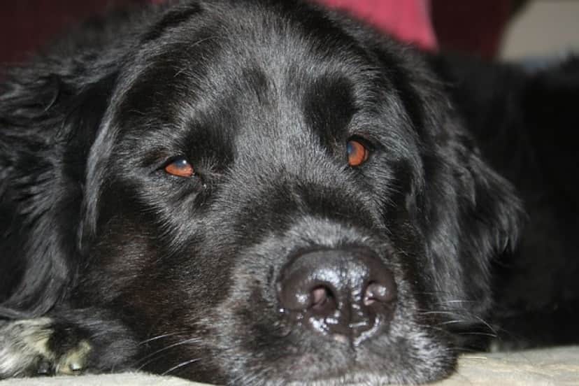 dog-gddc93df89_640