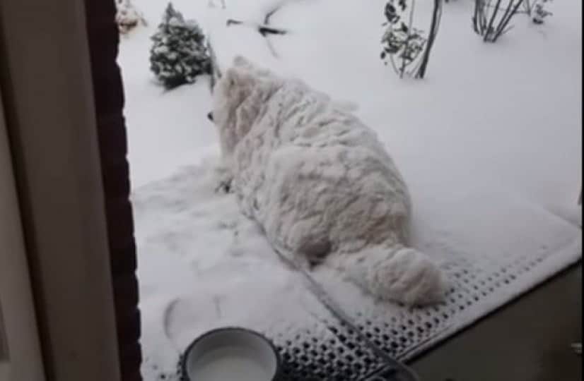 fluffydog2_e