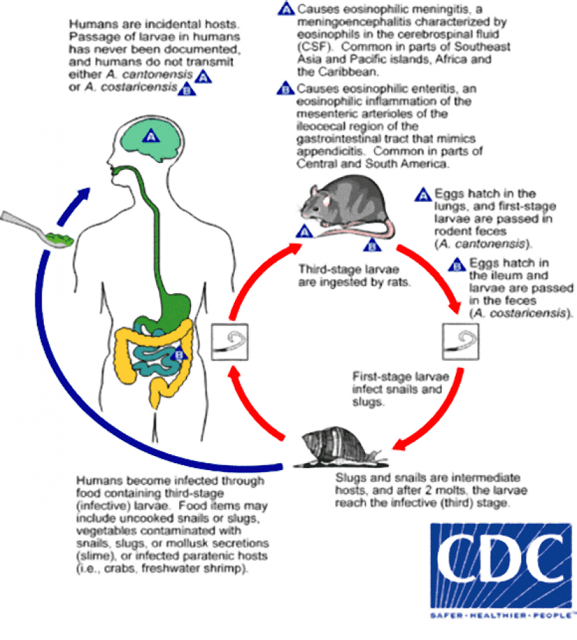 Angiostrong_LifeCycle_e