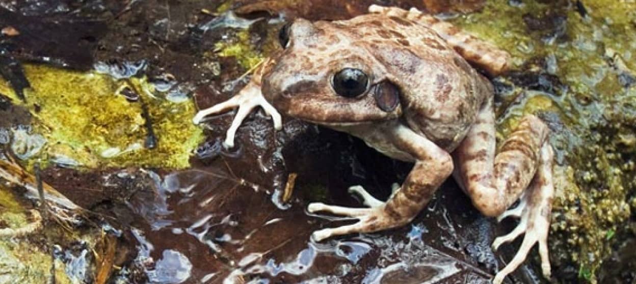 お父さんも子育てするよ 生物界きっての10種のイクメンたち カラパイア お父さんも子育てするよ 生物界きっての10種のイクメンたち カラパイア