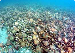 南極の海底が貪欲な深海ガニで埋め尽くされる 海水温上昇の影響 ハワイ大研究 カラパイア