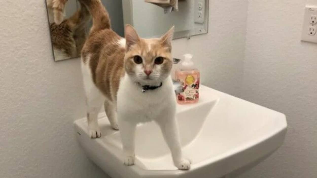 洗面台 関係ないね 猫 洗面所ですっくと立ってモフを要求 その眼差しの熱さがかわいいんじゃ カラパイア 洗面台 関係ないね 猫 洗面所ですっくと立ってモフを要求 その眼差しの熱さがかわいいんじゃ カラパイア
