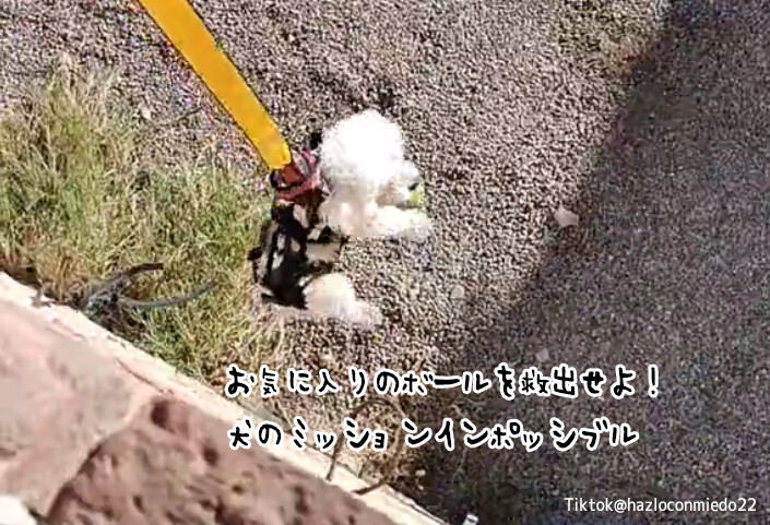お気に入りのボールを救え！宙づり状態で突入し、見事任務に成功した犬のミッションインポッシブル
