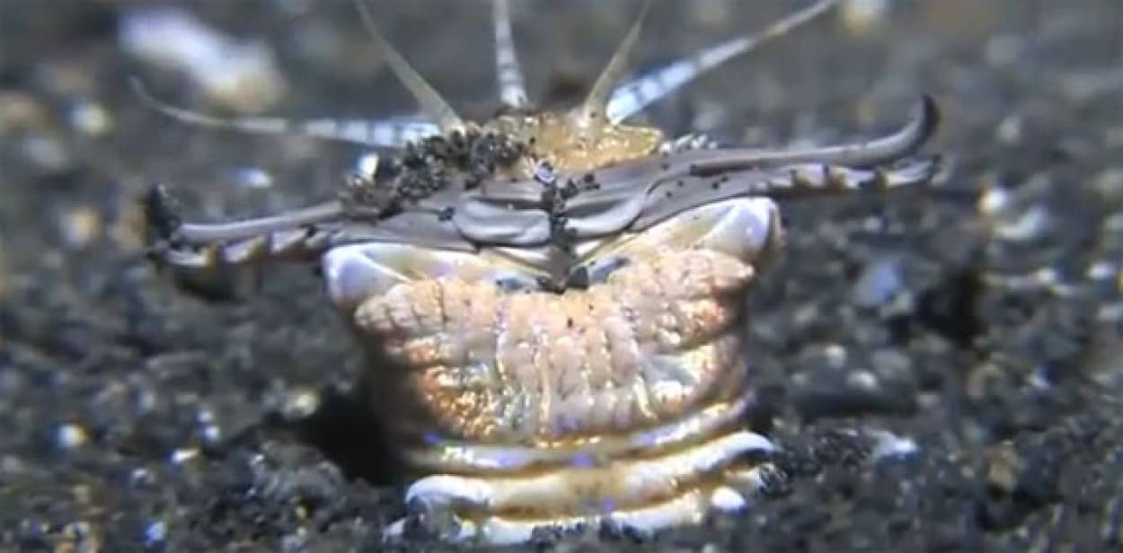 水中パックリンチョ 海の変な生き物たちの高画質映像 カラパイア 水中パックリンチョ 海の変な生き物たちの高画質映像 カラパイア