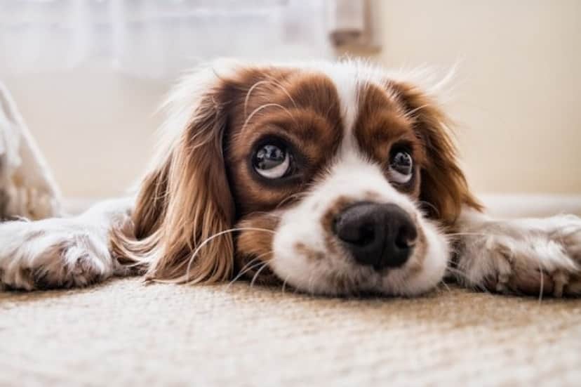 dog2_e