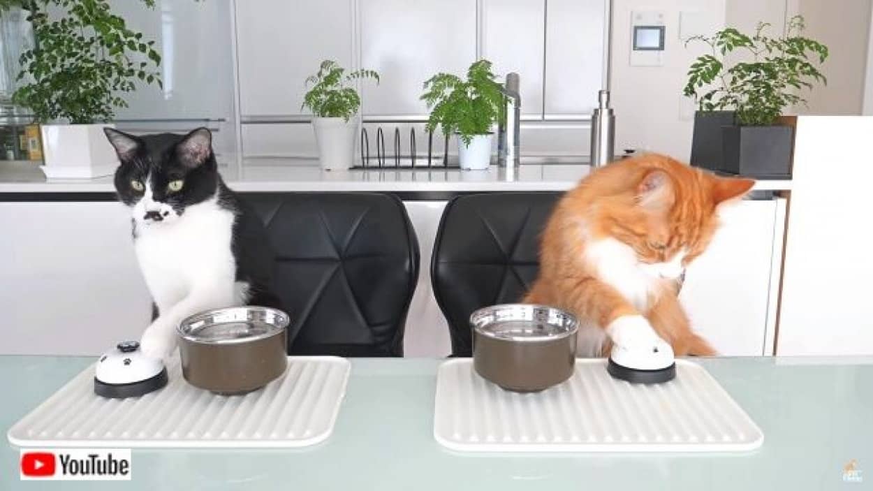 3匹の猫たちの オヤツちょうだい ベルを鳴らすアレをジュンさんが猫たちに教えてみた カラパイア