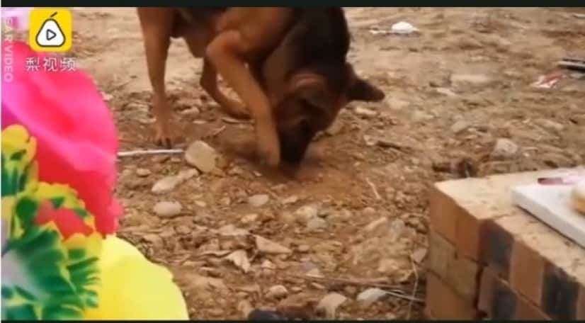 dog 2_e