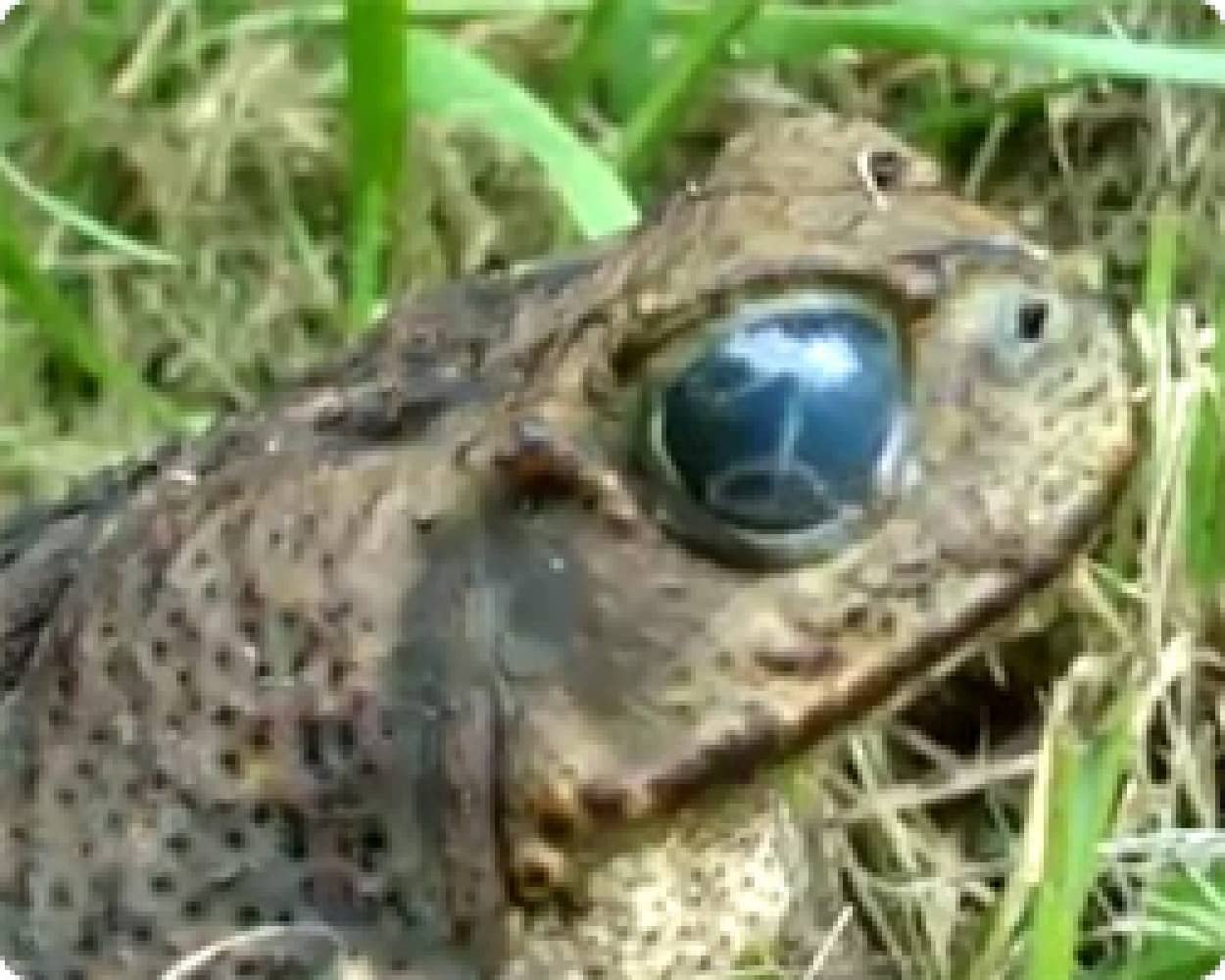 動画 目玉の中に寄生虫が住み着いてしまったカエル 閲覧注意 カラパイア 動画 目玉の中に寄生虫が住み着いてしまったカエル 閲覧注意 カラパイア