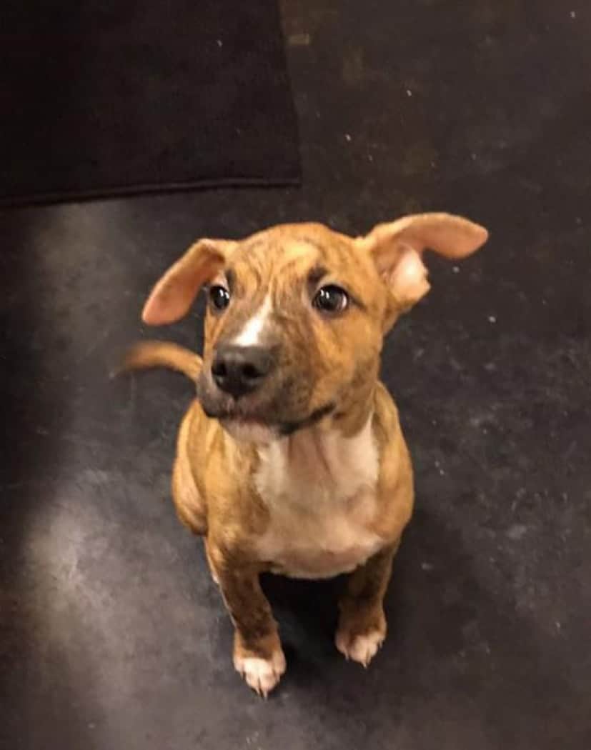 トイレをなかなか覚えられない子犬がとった行動が涙ぐましくて飼い主撃沈 アメリカ カラパイア