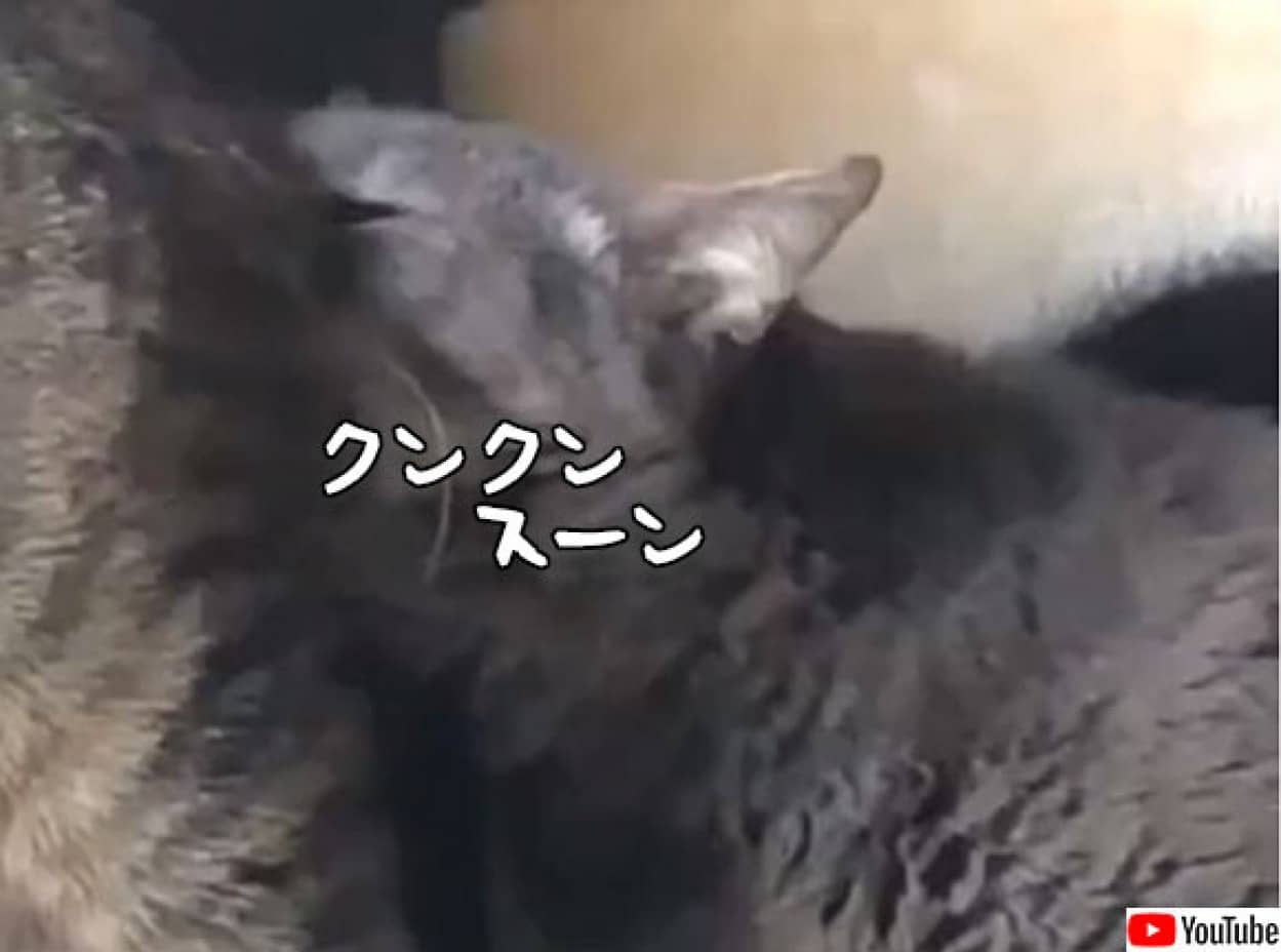 嗅がせてくれるのは親愛の証だけど これはキツかった 猫の顔がゆがむフレーメン反応 カラパイア
