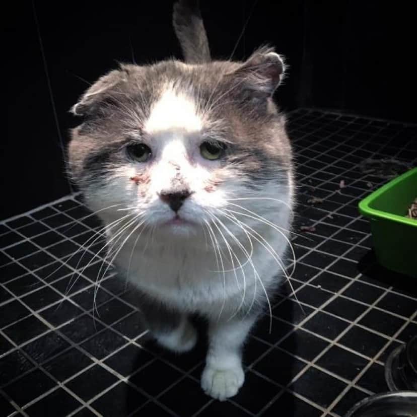 戦いの果て 傷つきボロボロとなった地域のボス的存在の猫 保護されて生まれて初めてのやすらぎを得る カナダ カラパイア 戦いの果て 傷つきボロボロとなった地域のボス的存在の猫 保護されて生まれて初めてのやすらぎを得る カナダ カラパイア