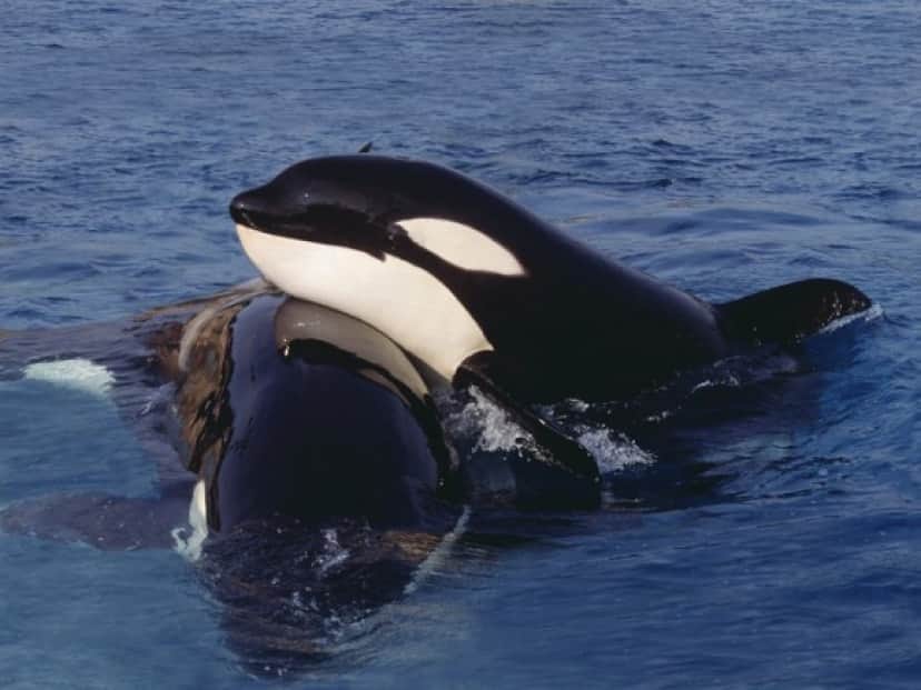 シャチの天敵は海にはいない その最大の敵は陸にいる カナダ アメリカ共同研究 カラパイア