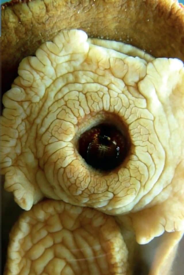 岩をも噛めるヒザラガイの最強の歯はレアな鉱物で出来ていたことが判明 カラパイア 岩をも噛めるヒザラガイの最強の歯はレアな鉱物で出来ていたことが判明 カラパイア