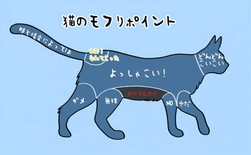 そ そこは あるポイントを撫でられた猫の錯乱 要音声 カラパイア そ そこは あるポイントを撫でられた猫の錯乱 要音声 カラパイア