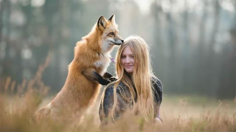 ポーランド女性が撮影したキツネの写真が幻想的で美しいと話題に カラパイア