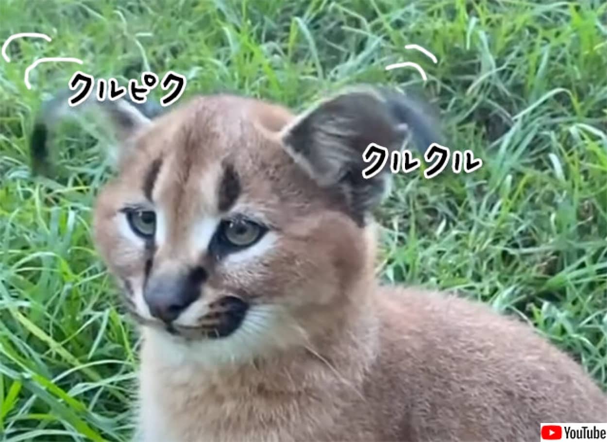 カラカルが耳をクルクルさせると世界が平和になる