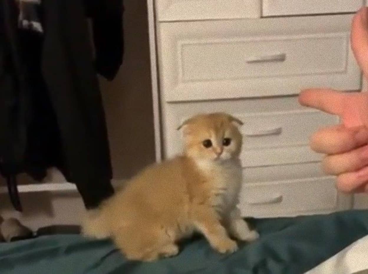 ホールドアップ ってやってみたら 撃たないで 抱っこして と手を上げる子猫 カラパイア ホールドアップ ってやってみたら 撃たないで 抱っこして と手を上げる子猫 カラパイア