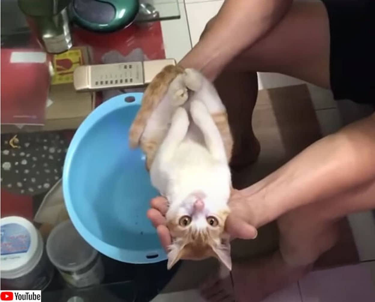 人間の赤ちゃん役に起用された猫の名演技。おじいさんが「赤ちゃんのお風呂の入れ方」をレクチャー