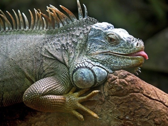 iguana-50198_640_e