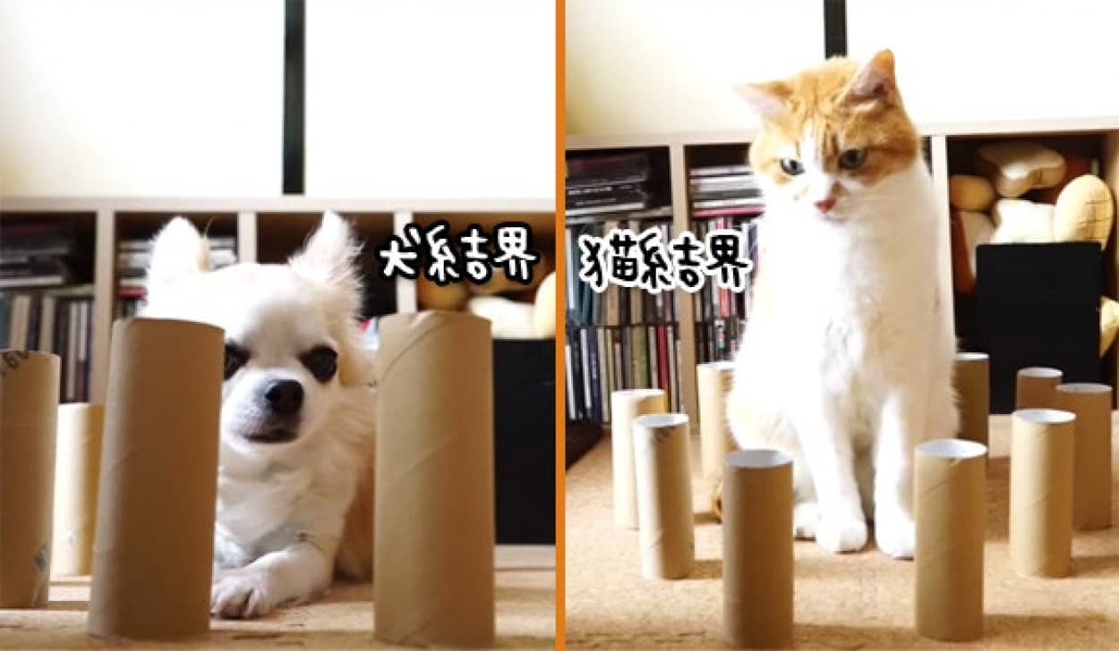 犬 Vs 猫 結界を破ることができるのはどちらか やってみた カラパイア 犬 Vs 猫 結界を破ることができるのはどちらか やってみた カラパイア