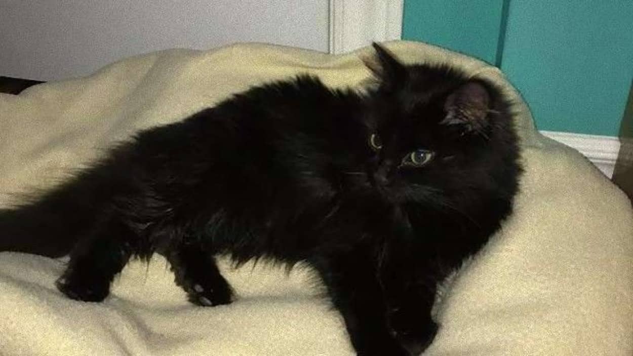 小猫は雪の中寄り添っていた 真っ白い雪に埋もれていた3匹の黒猫が保護される カラパイア