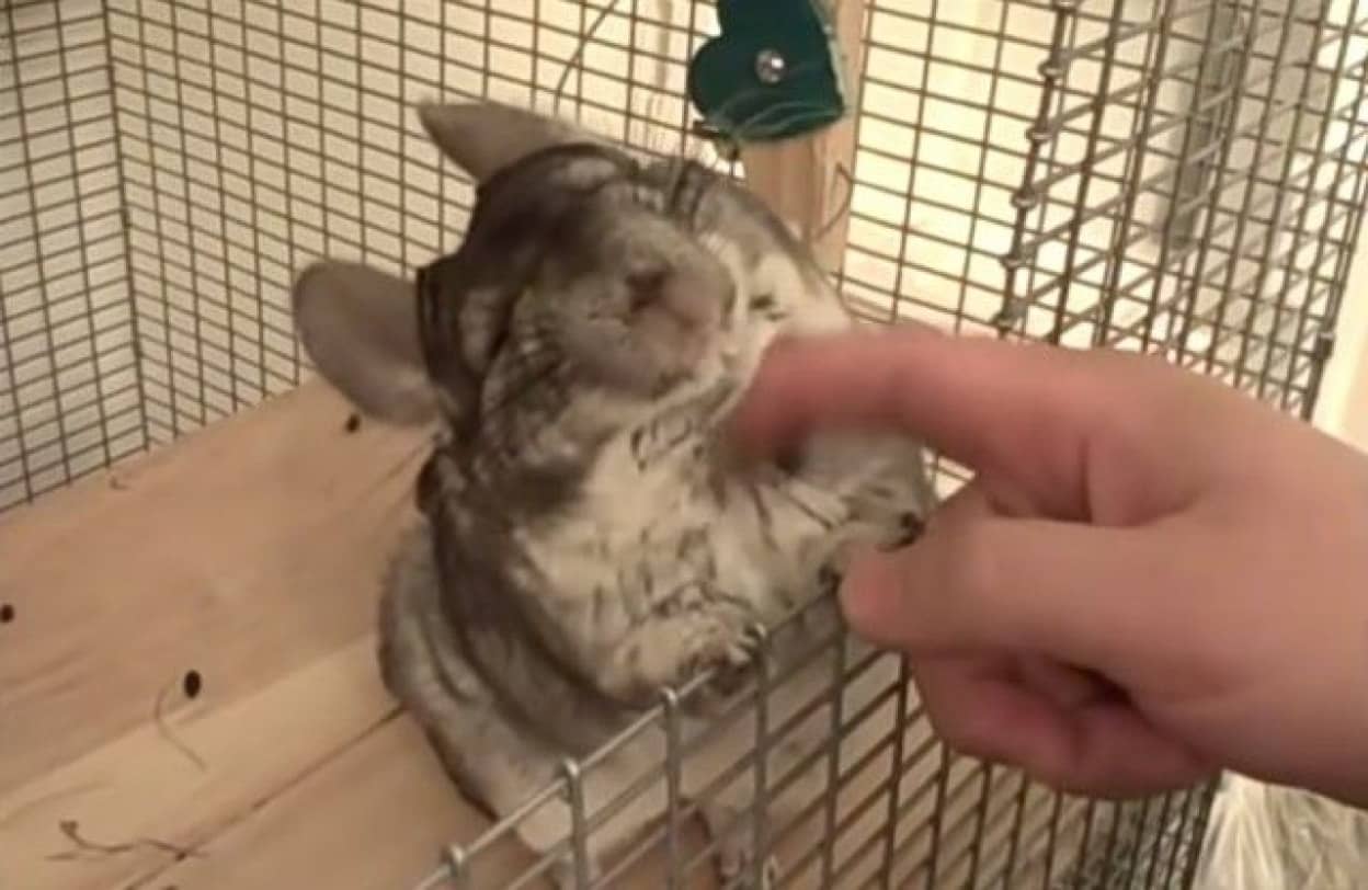 chinchilla5_e