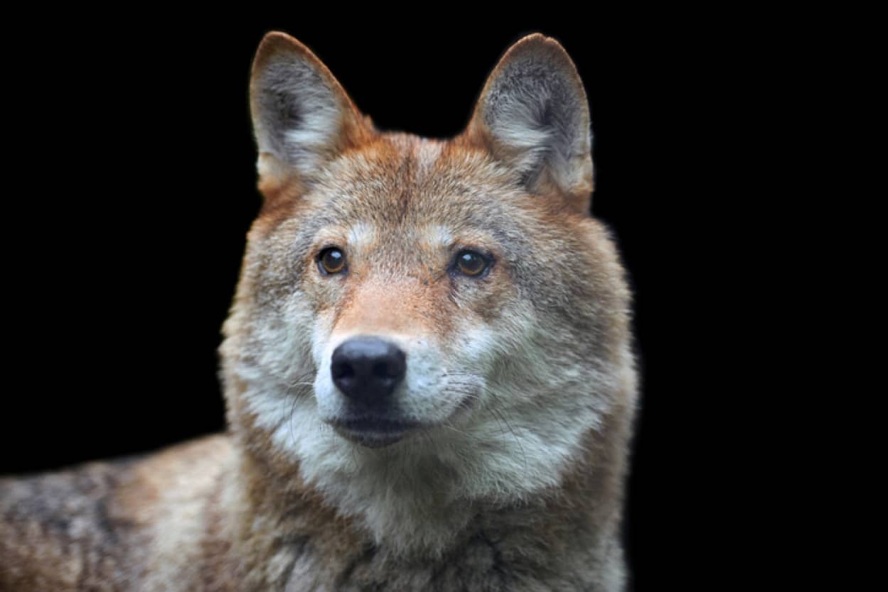 犬と人間の親密な関係がDNA分析で明らかに