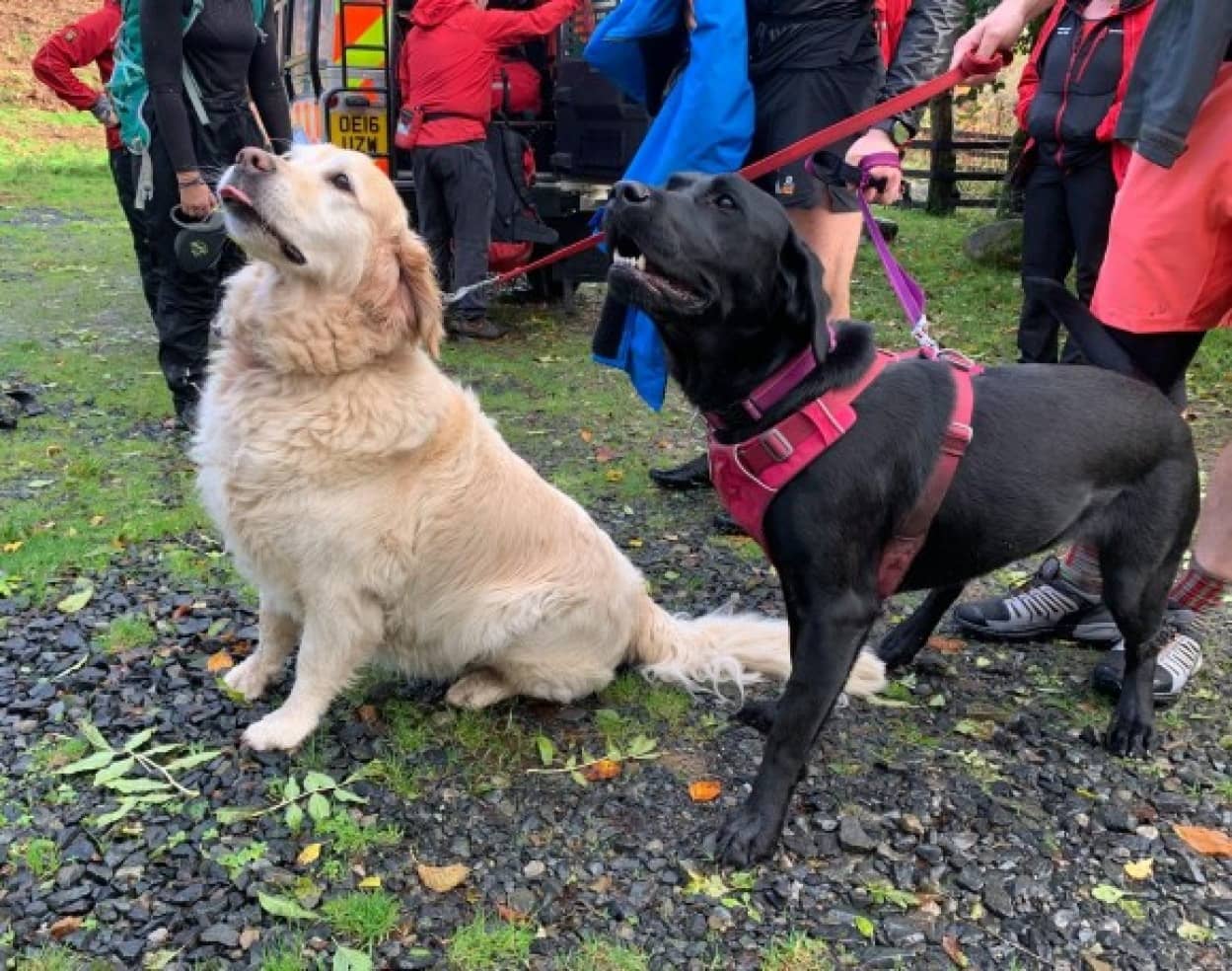 2匹の犬がチームワークで飼い主を救う