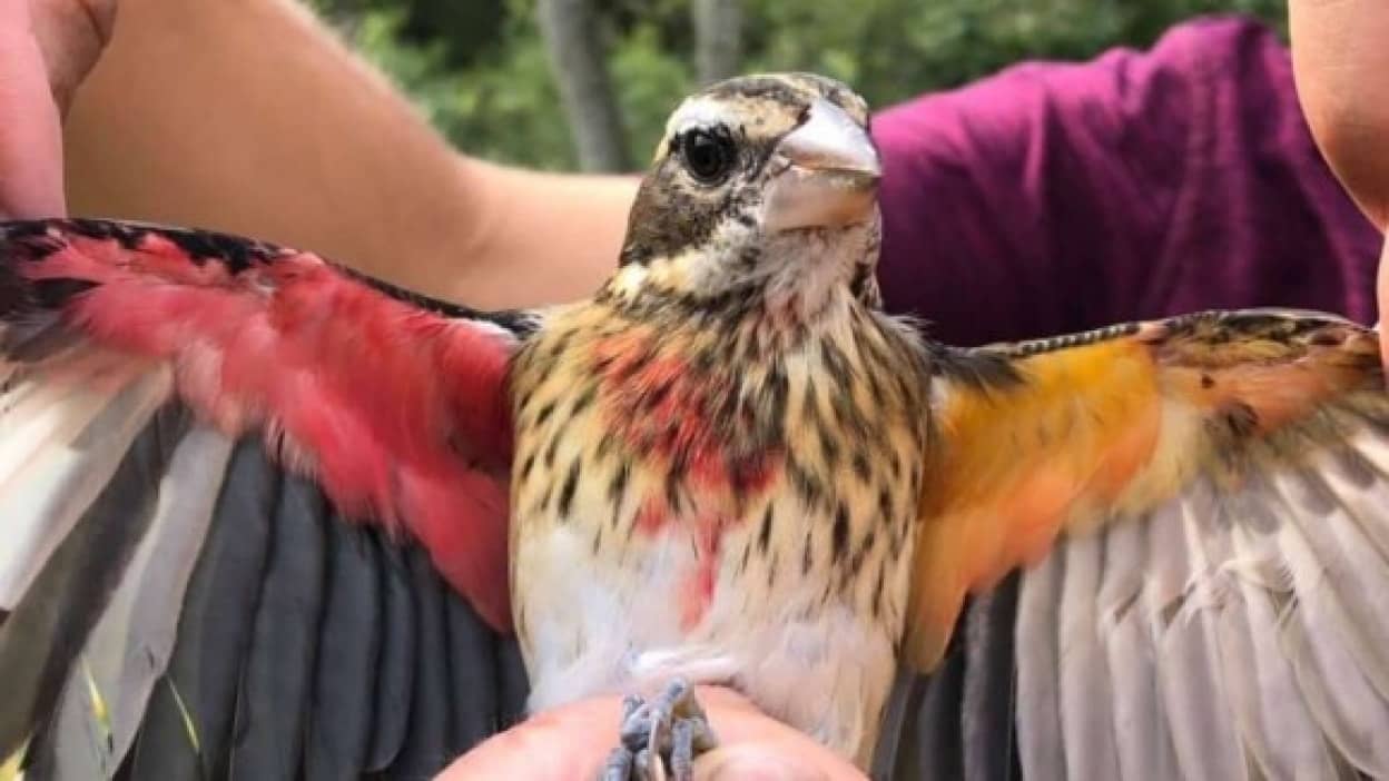 右がオスで左がメス 雌雄モザイクの珍しい鳥が発見される アメリカ カラパイア