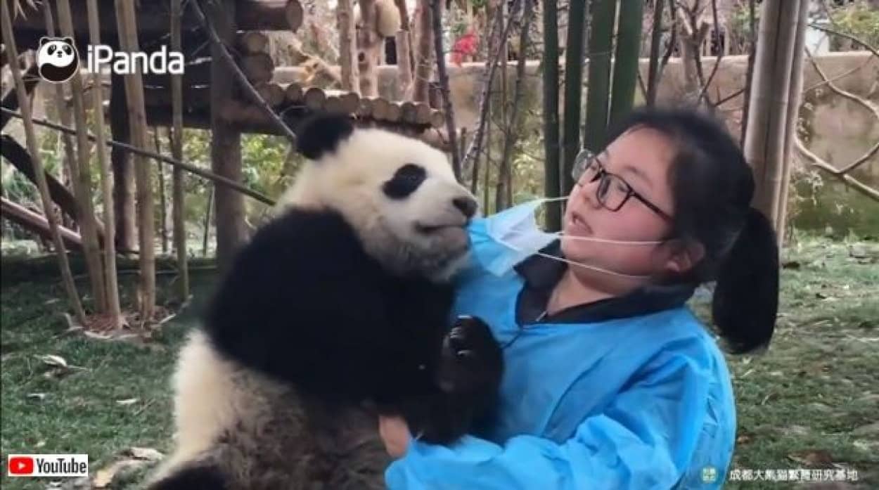 メイさん メイさん これなぁに マスクが気になる子パンダと飼育員との異種格闘戦 カラパイア メイさん メイさん これなぁに マスクが気になる子パンダと飼育員との異種格闘戦 カラパイア
