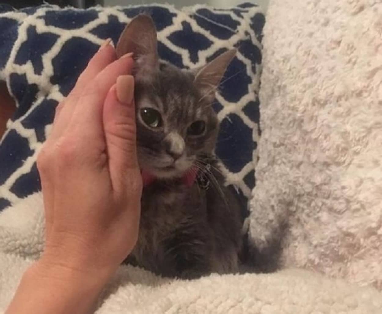 成長が止まってしまった子猫が奇跡の回復