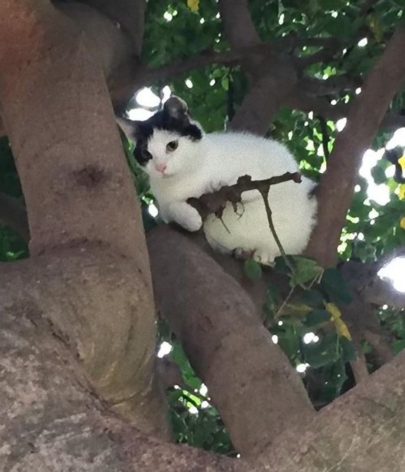 確実に殺りにきてるのか 銃を持った猫が木の上から狙っているぞ