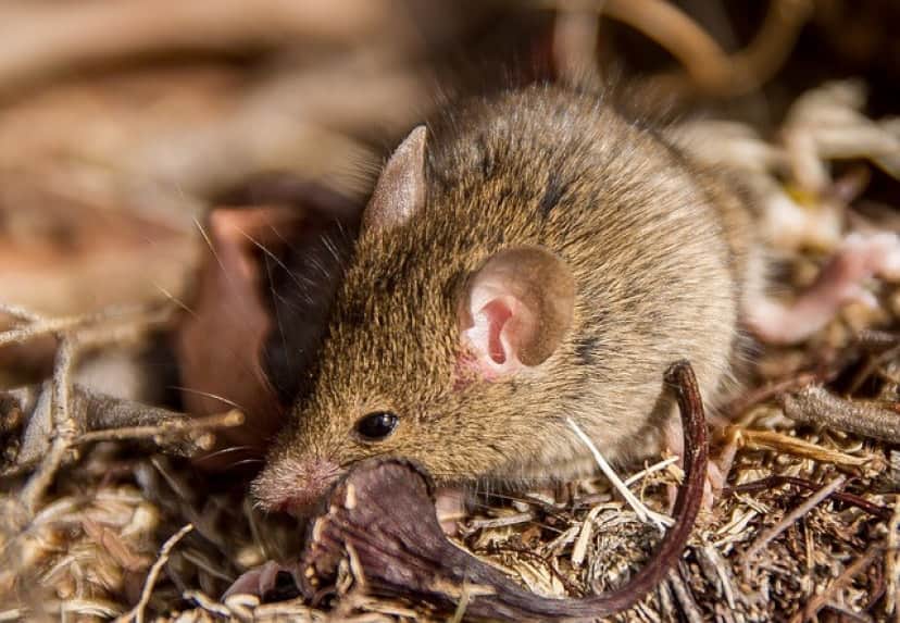 antechinus-786631_640