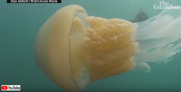 これは貴重体験 巨大クラゲに遭遇 一緒にランデブーしたダイバー イギリス カラパイア