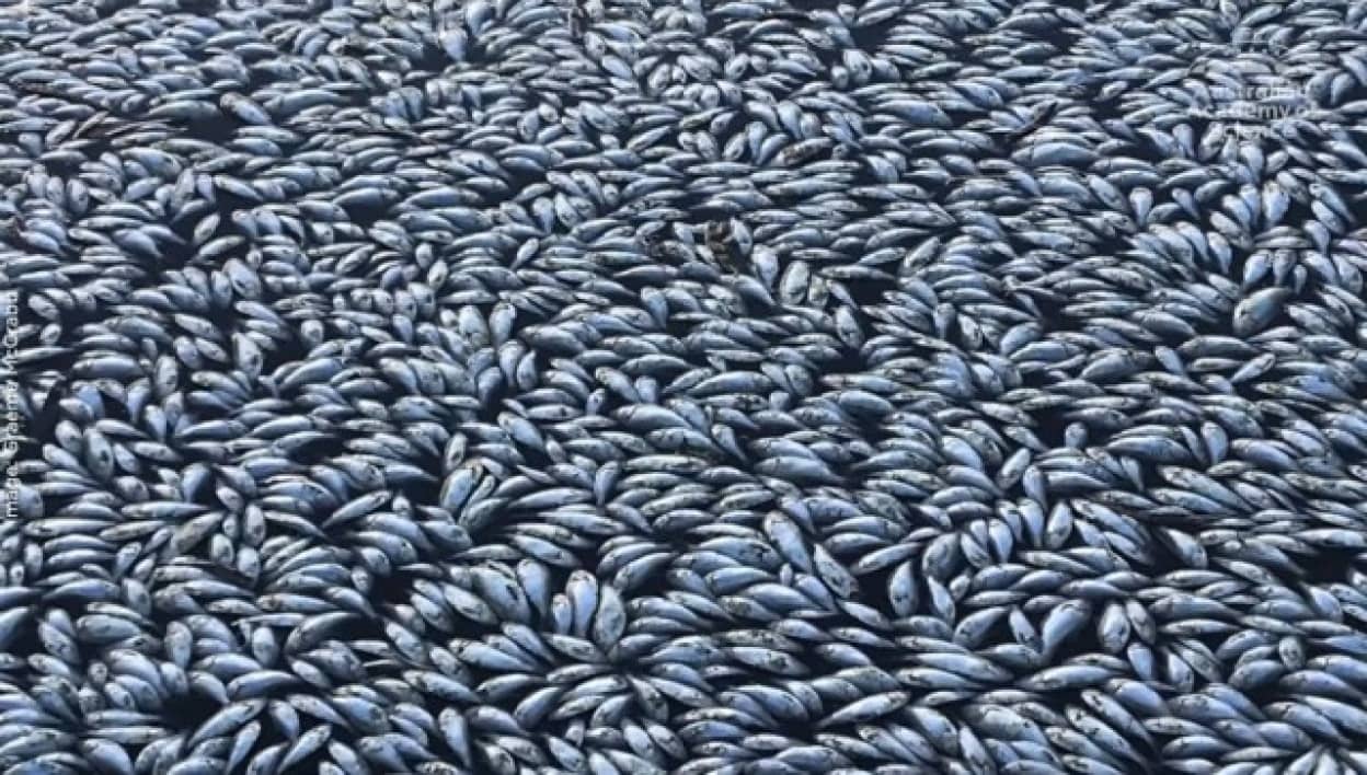 オーストラリアで100万匹をこえる魚の大量死