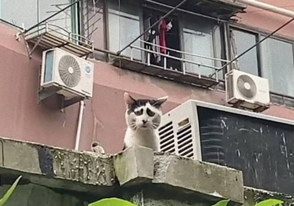 別に困ってませんけど 困り顔の猫にネットも困惑 カラパイア 別に困ってませんけど 困り顔の猫にネットも困惑 カラパイア