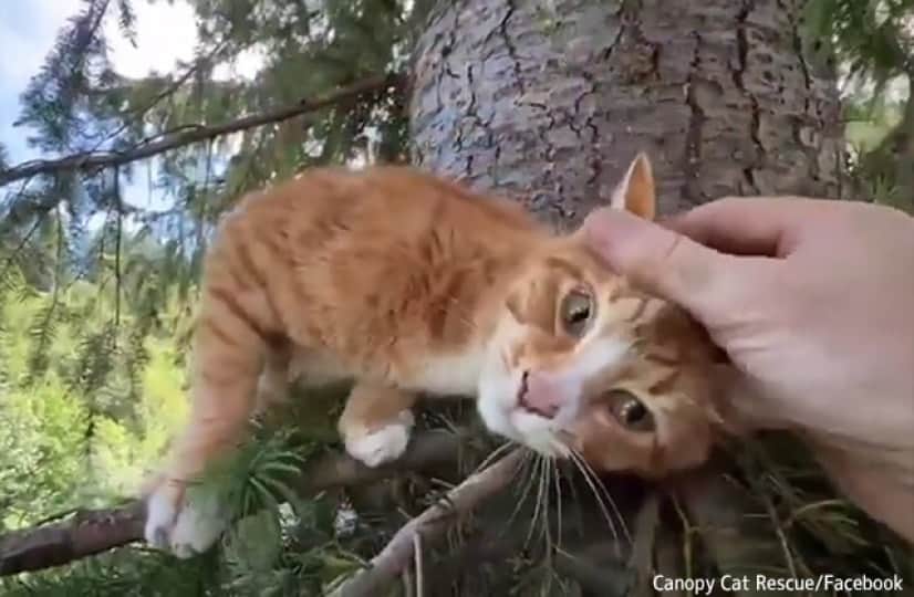 アメリカには木から降りられなくなった猫を救う専門の救助隊がいる カラパイア
