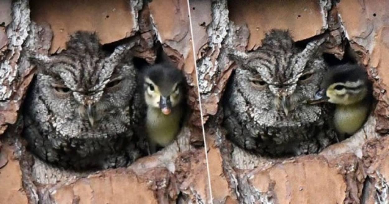 フクロウ母さんとカモのヒナ赤ちゃんが 本物の親子のように仲良く1つの巣箱に いったい何が起きている アメリカ カラパイア