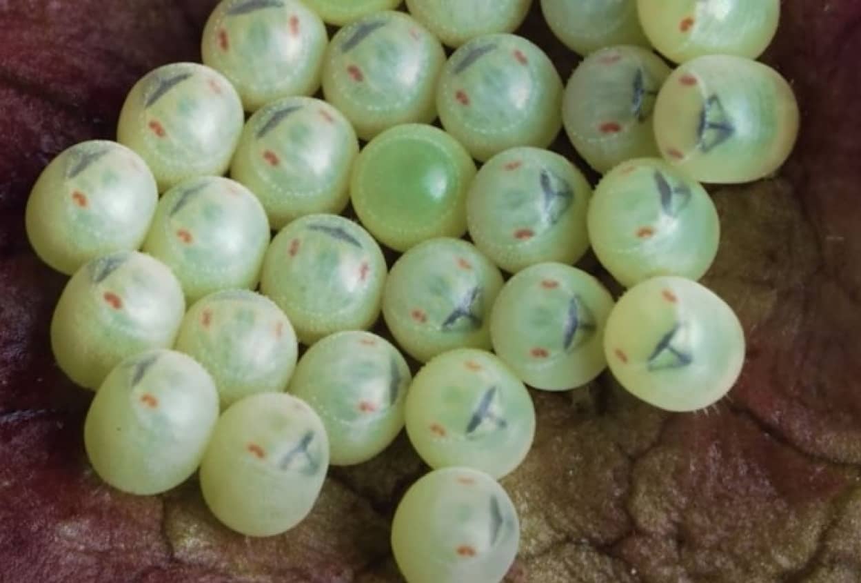 卵から孵化するカメムシのタイムラプス動画