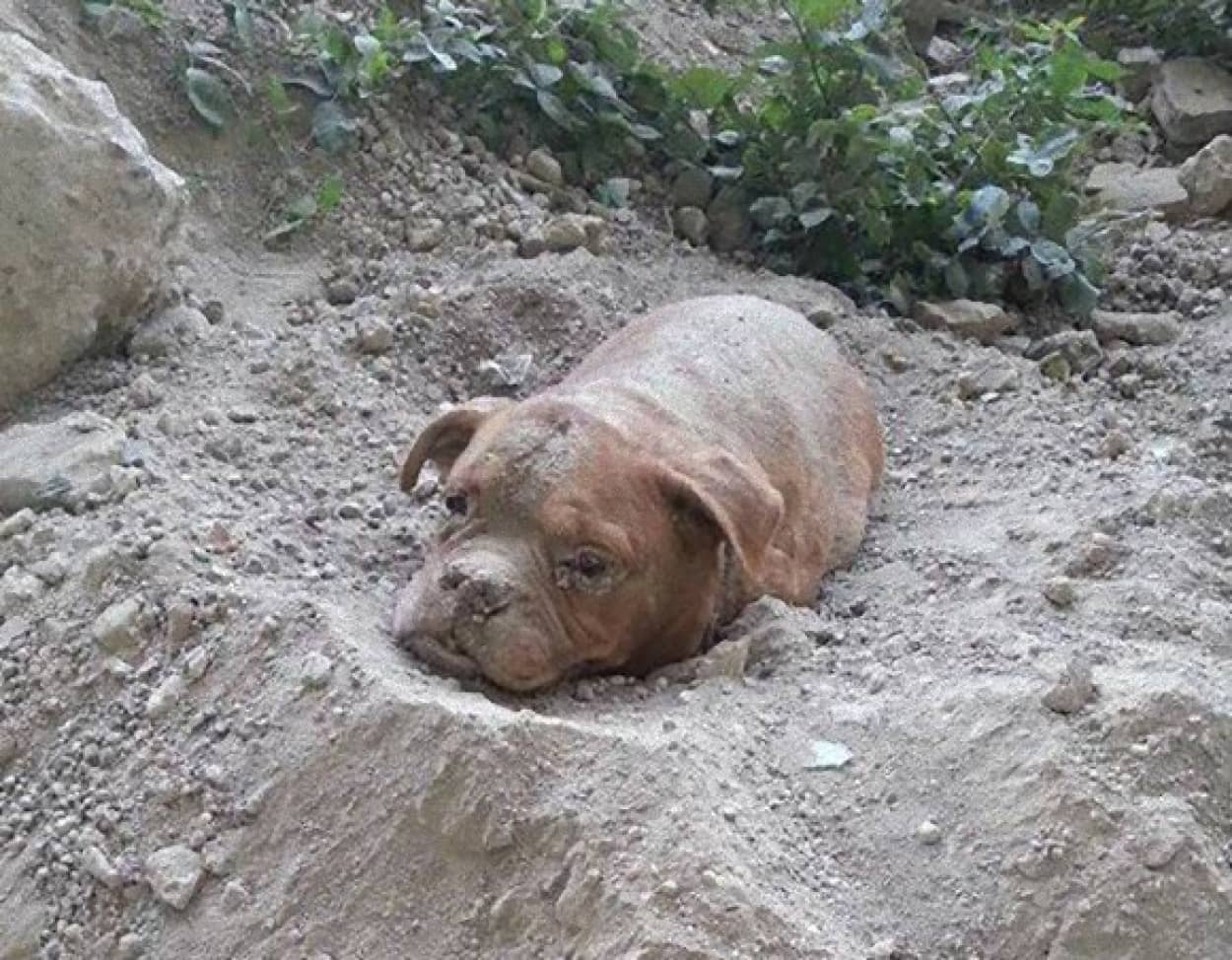 フランスで生き埋めにされていた犬を男性と飼い犬が救い出す カラパイア フランスで生き埋めにされていた犬を男性と飼い犬が救い出す カラパイア