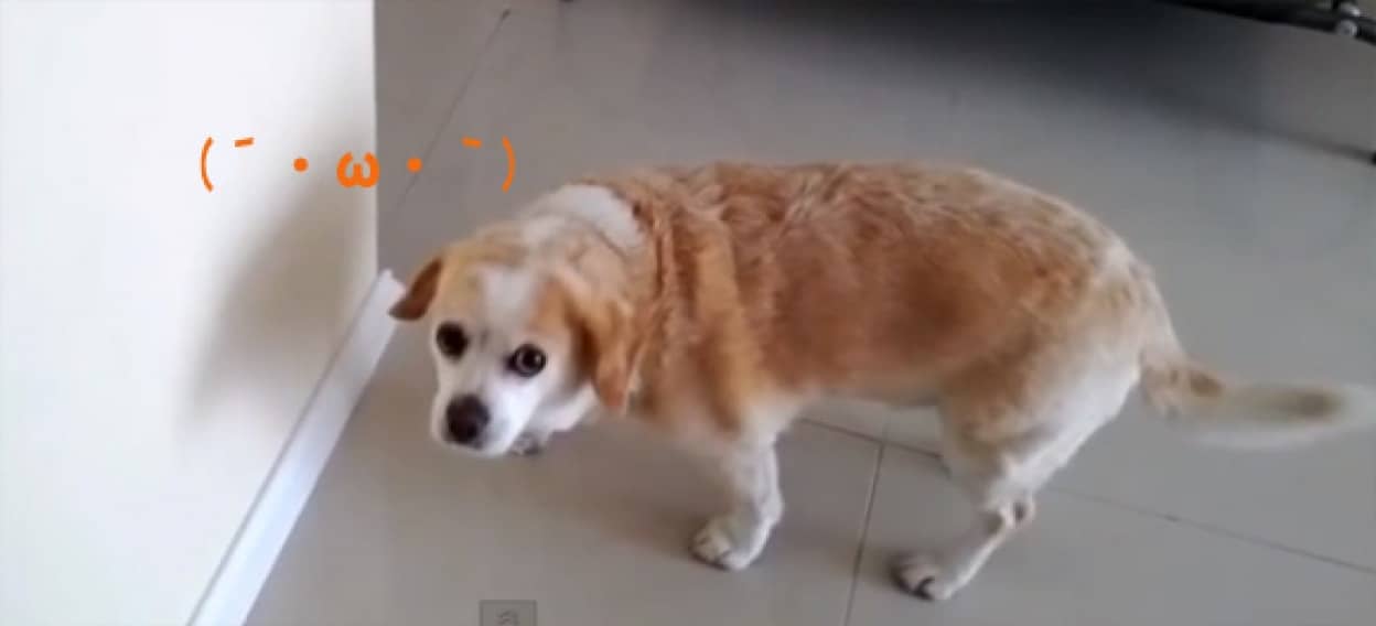 W ショボーンな犬たちの映像ダイジェスト カラパイア W ショボーンな犬たちの映像ダイジェスト カラパイア