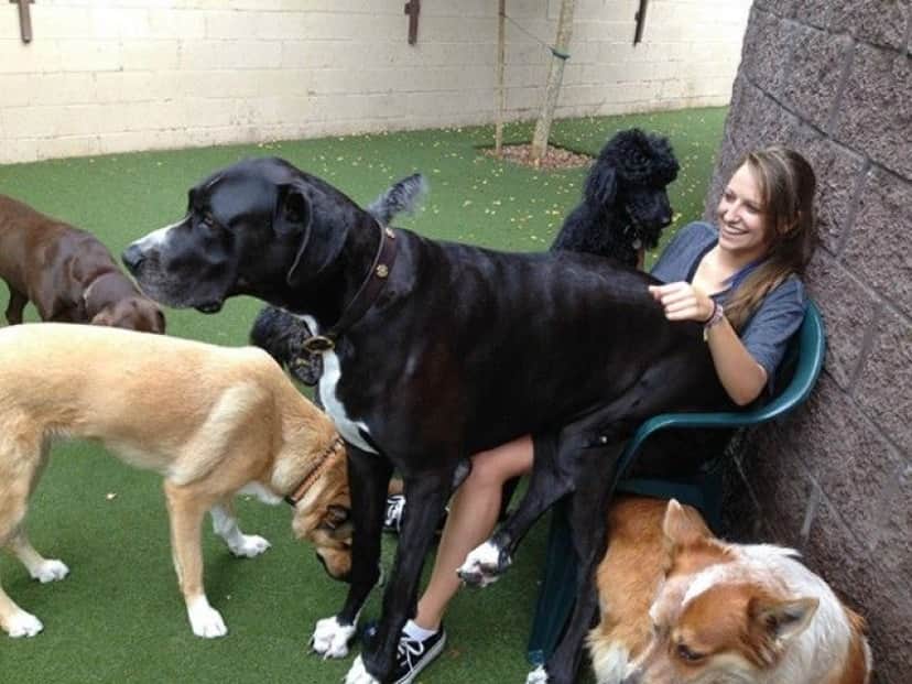 big-puppy4_e