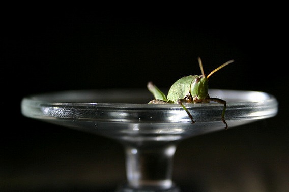 insect drinking drink 23