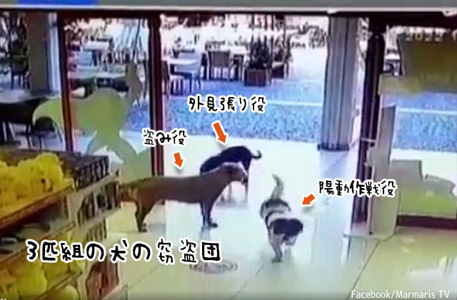 3匹組の犬の窃盗団。見張り役を立て、陽動作戦でぬいぐるみを盗み出す